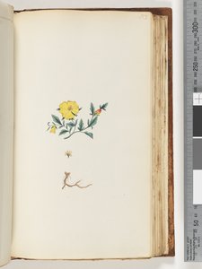 Pagina 153. Onbekende plant
