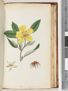 Pagina 154. Hibbertia volubilis / Andrews Guinea Flower