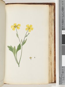 Pagina 156. Onbekende plant door Unknown artist