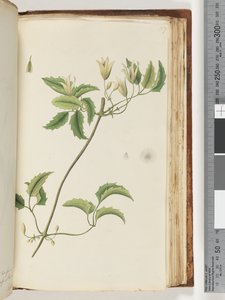 Ongeïdentificeerde plant door Unknown artist