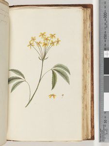 Pagina 158. Onbekende plant