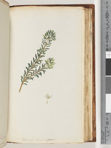 Pagina 159. Westringea rosmariniformis door Unknown artist