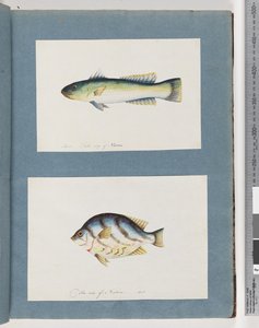 Pagina 15. Onbekende vis 16. Onbekende vis door Unknown artist