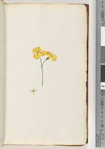 Pagina 15. Onbekende plant