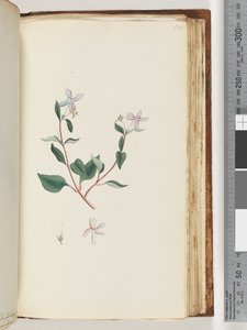 Pagina 160. Onbekende plant door Unknown artist