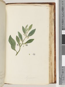 Pagina 161. Myoporum door Unknown artist