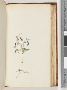 Pagina 165. Onbekende plant door Unknown artist