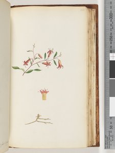 Pagina 166. Onbekende plant door Unknown artist