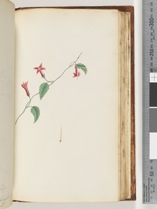 Pagina 167. Ongeïdentificeerde plant