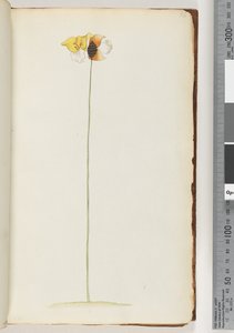 Pagina 16. Onbekende plant door Unknown artist