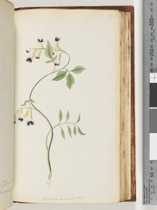 Pagina 171. Bignonia australis H.K door Unknown artist