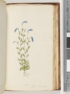 Pagina 173. Violet. Pigia, Decandolli