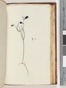 Pagina 174. Onbekende plant