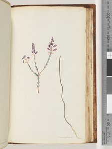Pagina 175. Comaspernia door Unknown artist