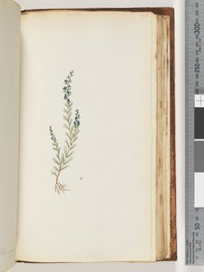 Pagina 176. Onbekende plant door Unknown artist