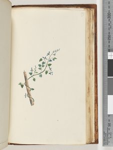 Pagina 179. Onbekende plant door Unknown artist