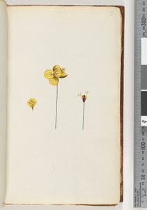 Pagina 17. Onbekende plant