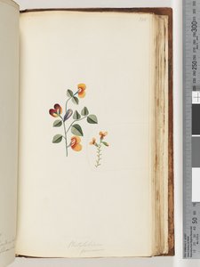 Pagina 180. Platylobium formosum / Handsome Flat-pea door Unknown artist