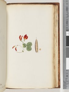 Pagina 181. Een klimplant die rond bomen en struiken groeit door Unknown