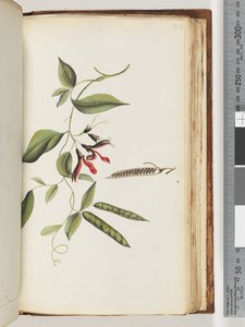 Pagina 182. Onbekende plant