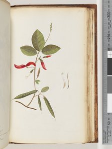 Pagina 183. Onbekende planten door Unknown artist