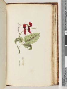 Pagina 185. Onbekende plant