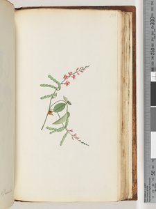 Pagina 186. Bloeiende plant, een klimplant
