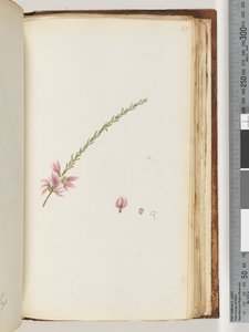 Pagina 188. Onbekende plant