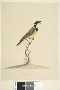 Pagina 18. Natuurlijke grootte Gouden Fluiter Pachycephala pectoralis, mannetje, 1791-92 door Unknown artist