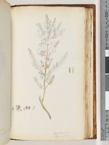 Pagina 190. Melaleuca thymifolia / Tijmhoning, mirte door Unknown artist