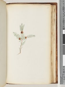 Pagina 191. Ongeïdentificeerde plant door Unknown