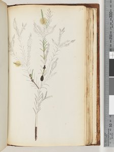 Pagina 192. Uit Major Ross onvoltooide tekening door Unknown artist