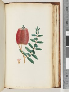 Pagina 193. Melaleuca hypecifolia / Rode Honingmirte door Unknown artist
