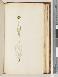 Pagina 194. Ongeïdentificeerde plant door Unknown artist