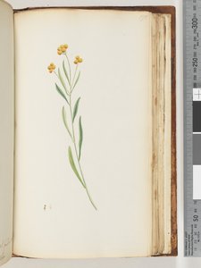 Pagina 195. Ongeïdentificeerde plant