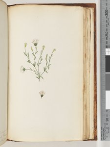 Pagina 196. Onbekende plant door Unknown artist
