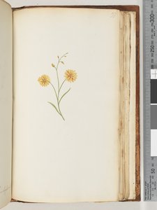 Pagina 197. Ongeïdentificeerde plant