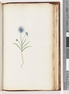 Pagina 198. Ongeïdentificeerde plant