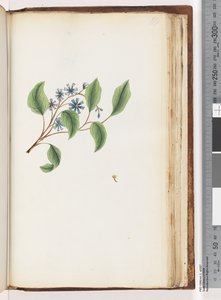 Pagina 199. Ongeïdentificeerde plant door Unknown