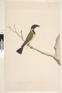 Pagina 19. April. Natuurlijke grootte Gouden Fluiter Pachycephala pectoralis, mannetje door Unknown artist