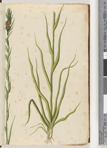 Pagina 1. Philydrum lanuginosum door Unknown artist
