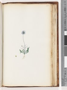 Pagina 200. Ongeïdentificeerde plant door Unknown