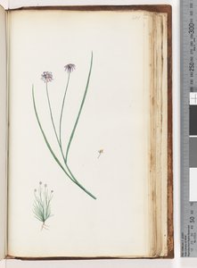 Pagina 201. Onbekende plant door Unknown artist