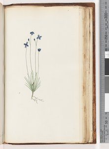 Pagina 202. Ongeïdentificeerde plant