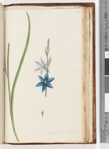 Pagina 204. Thelymitra ixiodes / Gevlekte Zon Orchidee