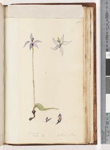 Pagina 205. Glossodia. Major On. Arethusa pilosa / Waslip Orchidee door Unknown artist