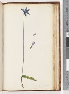 Pagina 207. Arethusa pilosa, waslip orchidee