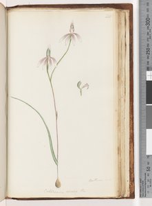 Pagina 208. Arethusa certe? Caladenia carnea Br / Roze Vingers Orchidee door Unknown artist