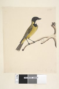 Pagina 20. Ware grootte. April Gouden Fluiter Pachycephala pectoralis, mannetje, 1791-92