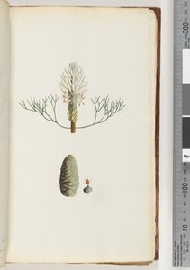 Naamloze plant door Unknown artist